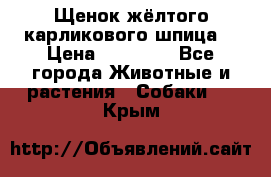 Щенок жёлтого карликового шпица  › Цена ­ 50 000 - Все города Животные и растения » Собаки   . Крым